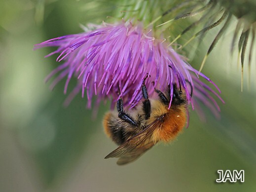 Bombus pascuorum - Ackerhumme