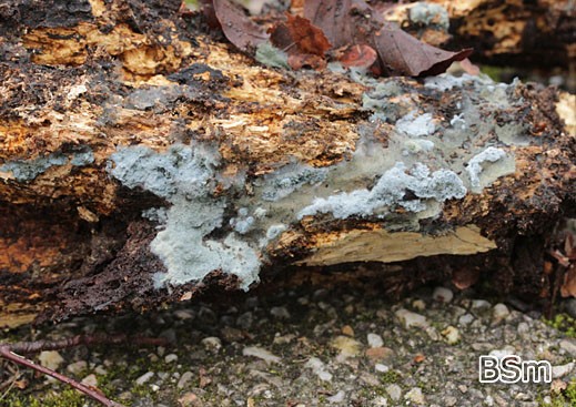 Byssocorticium atrovirens - Grünschwarzer Filzrindenpilz