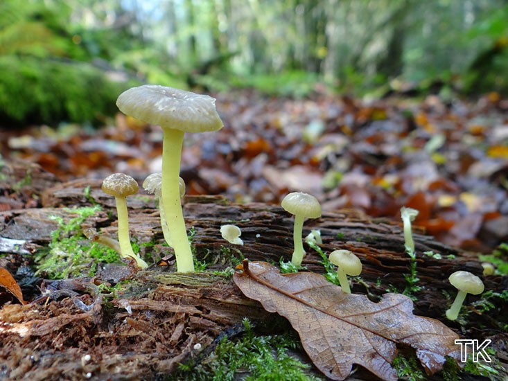 Gelboliver Ellerling (Chrysomphalina grossula)