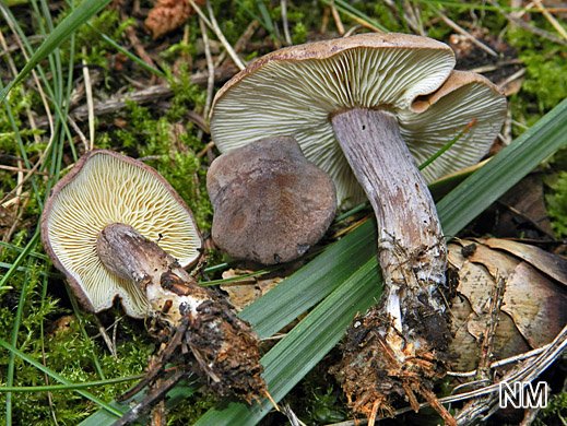 Calocybe ionides