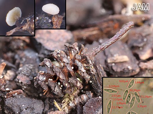 Calycellina alniella - Blasses Erlenbecherchen