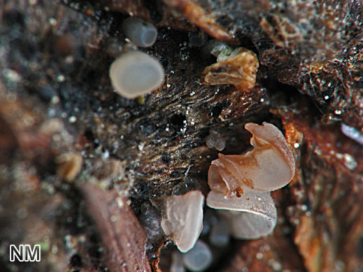 Calycina conorum - Verfärbendes Kiefernzapfen-Weichbecherchen