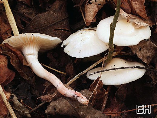 Cuphophyllus virgineus f. roseipes -Jungfernellerling