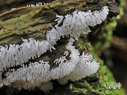 Ceratiomyxa fruticulosa - Geweihförmiger Schleimpilz