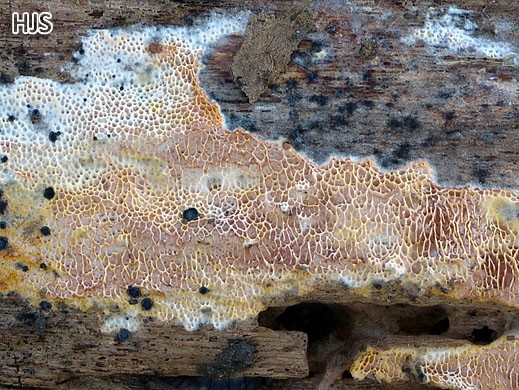 purpurea