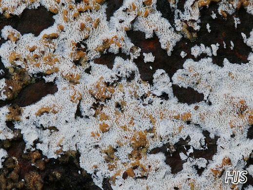 Ceriporiopsis gilvescens - Fleckender Harzporling