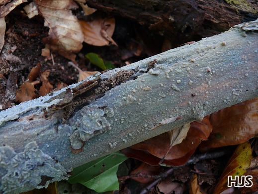 Cerocorticium confluens - Zusammenfliessender Reibeisenpilz