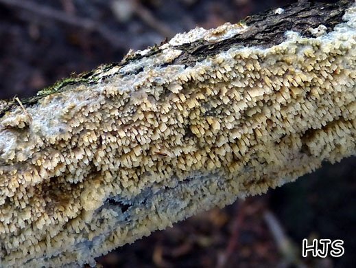 Cerocorticium molare - Gezähnelter Reibeisenpilz