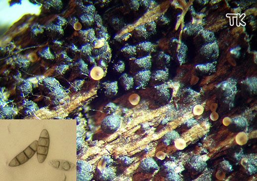 Chaetosphaeria spec.