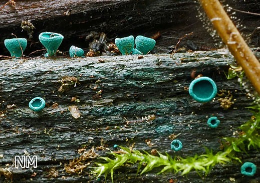 Chlorociboria aeruginascens - Kleinsporiger Grünspanbecherling