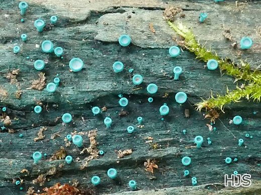 Chlorociboria aeruginascens - Kleinsporiger Grünspanbecherling