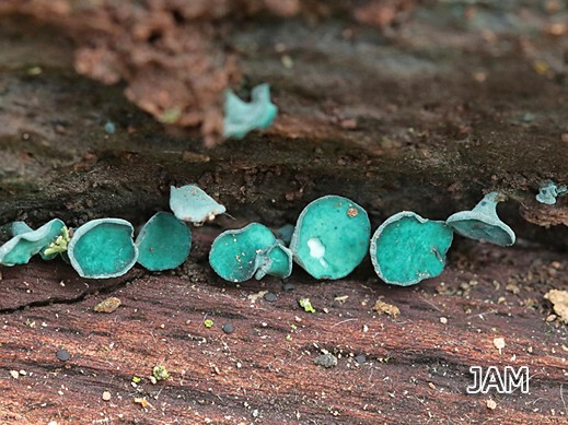 Chlorociboria aeruginascens - Kleinsporiger Grünspanbecherling