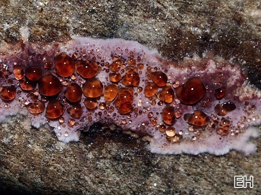 Chondrostereum purpureum - Violetter Schichtpilz