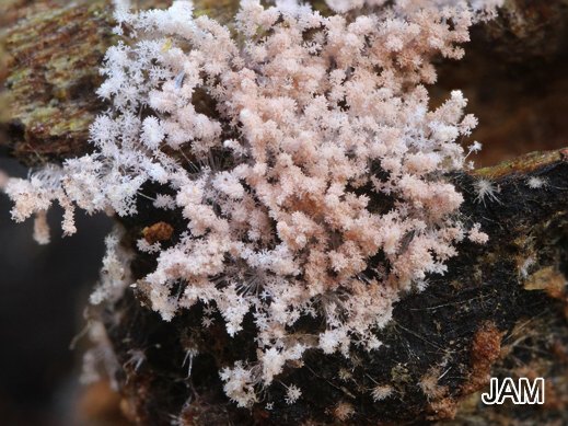 Chromelosporium carneum