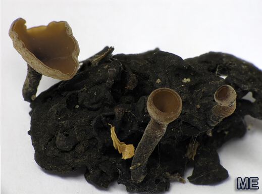 Ciboria batschiana - Eichelstromabecherling