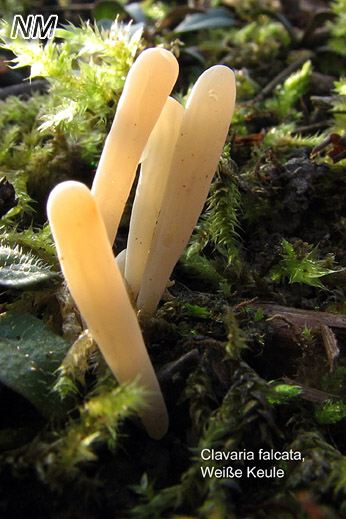 Clavaria falcata - Weiße Keule