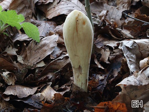Clavariadelphus pistillaris