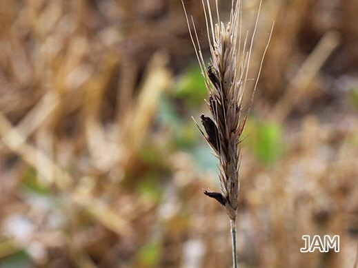 Claviceps purpurea - Mutterkorn