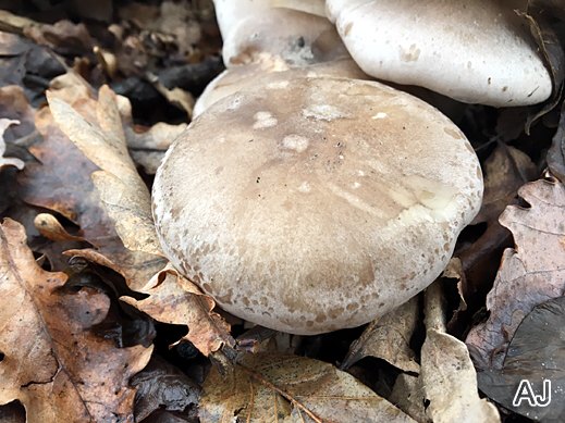 Clitocybe nebularis - Nebelkappe
