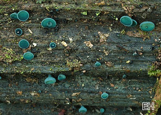 Kleinsporiger Grünspanbecherling (Chlorociboria aeruginascens)