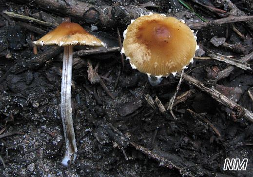 Conocybe appendiculata - Behangener Glockenschüppling