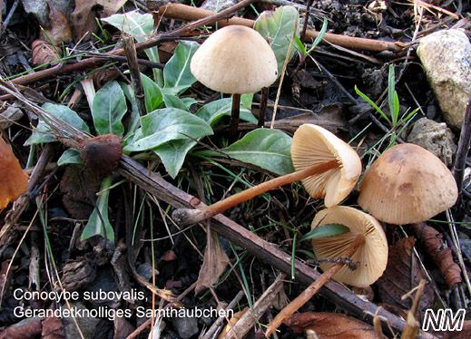 Conocybe subovalis - Gerandetknolliges Samthäubchen