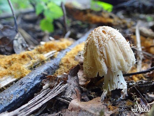 Coprinellus domesticus - Haustintling