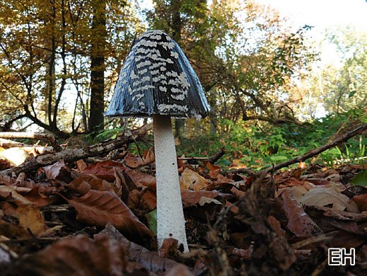 Coprinopsis picacea - Spechttintling