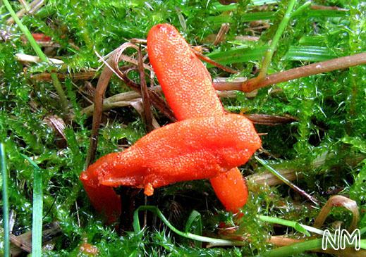 Cordyceps militaris