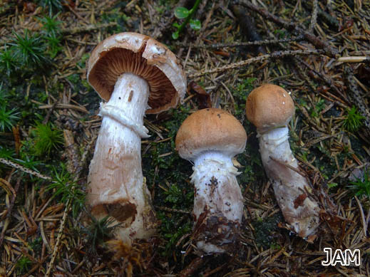 Wolliger Gürtelfuß (Cortinarius laniger)