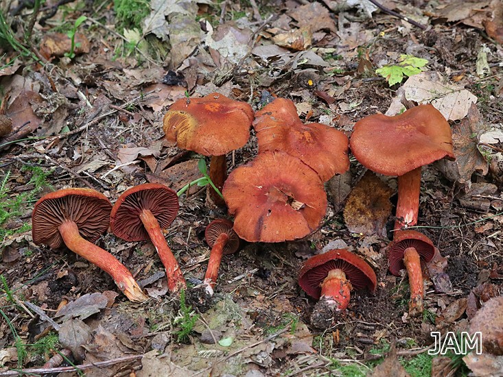 Rotgeschuppter Hautkopf (Cortinarius purpureus)