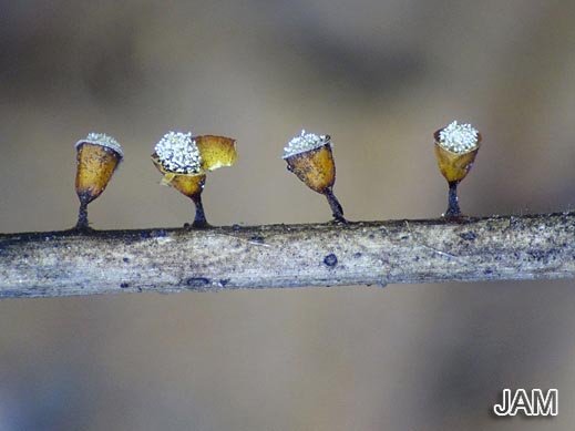 Craterium minutum