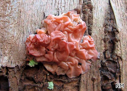 Craterocolla cerasi - Kirschbaumgallertpilz