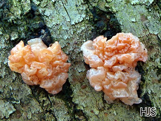 Craterocolla ceras