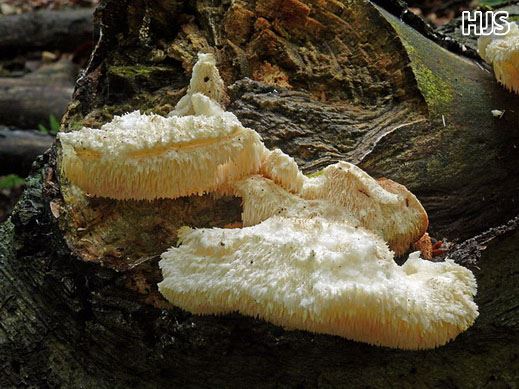 Creolophus cirrhatus