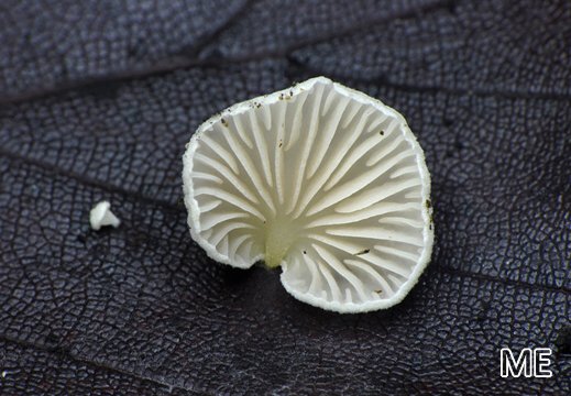 Crepidotus epibryus - Keilsporiges Stummelfüßchen