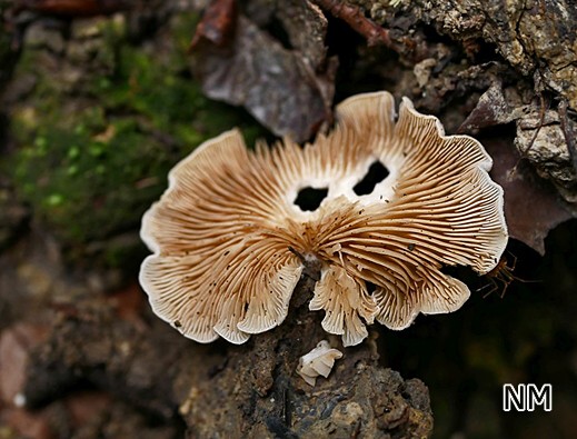Crepidotus autochthonus - Zerbrechliches Stummelfüßchen