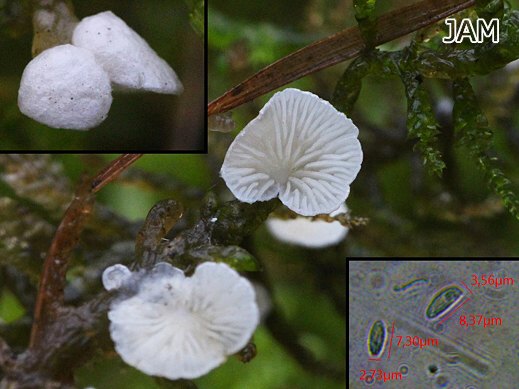 Crepidotus epibryus - Keilsporiges Stummelfüßchen