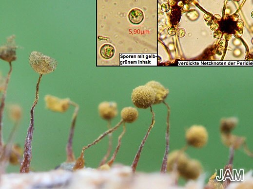 Cribraria aurantiaca