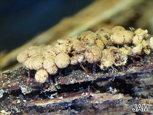 Cribraria rufa