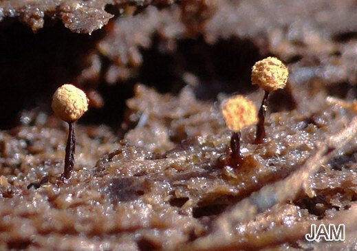 Cribraria rufa