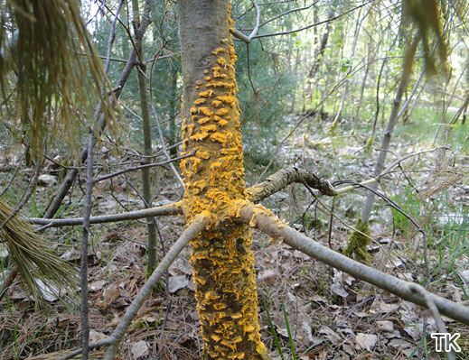Cronartium ribicola - Weymouthskiefern-Blasenrost