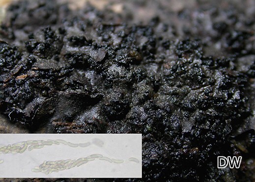 Cryptovalsa protracta
