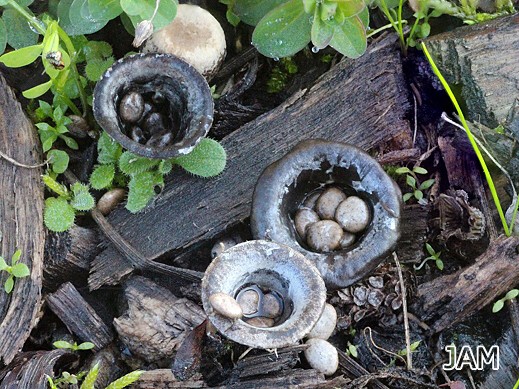 Cyathus olla - Topfteuerling