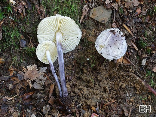 Cystolepiota bucknallii - Lila Mehlschirmling