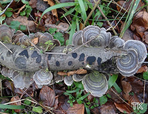 Trametes versicolor - Schmetterlingstramete Trametes versicolor - Schmetterlingstramete