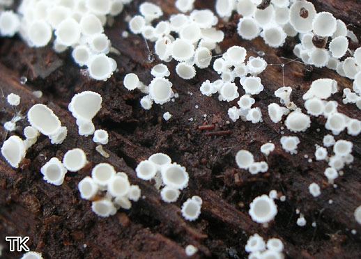 Dasyscyphella nivea - Schneeweißes Haarbecherchen