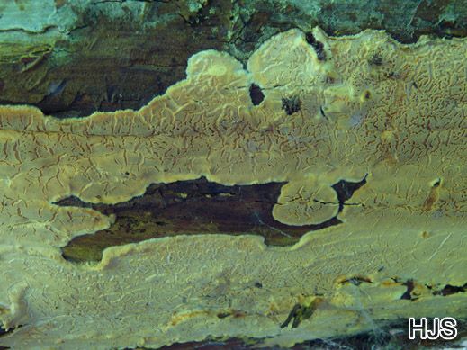 Dacryobolus karstenii - Nördlicher Höckerrindenpilz