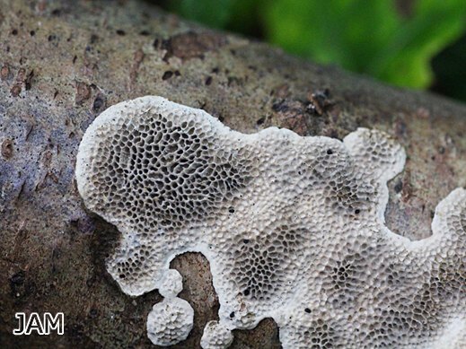 Datronia mollis - Großporige Datronie