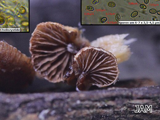 Deconica horizontalis - Laubholz-Muschelfüßchen